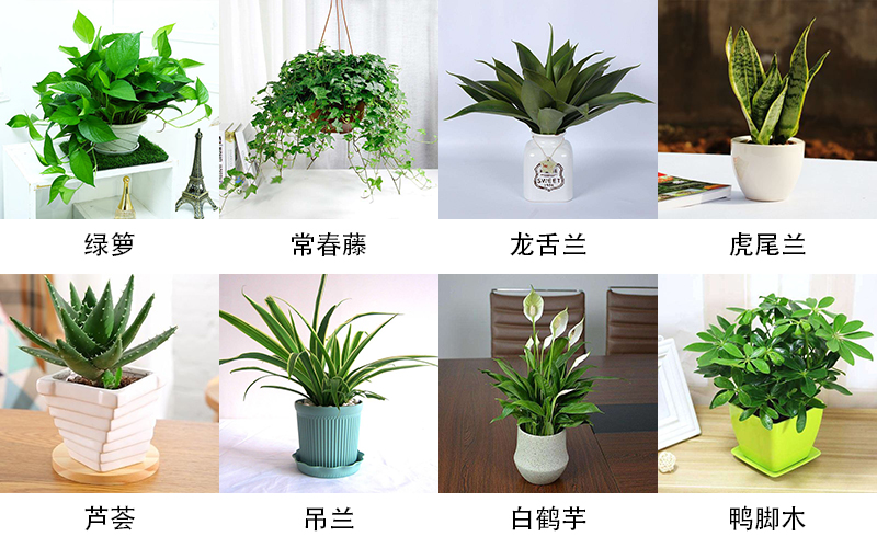 植物除甲醛