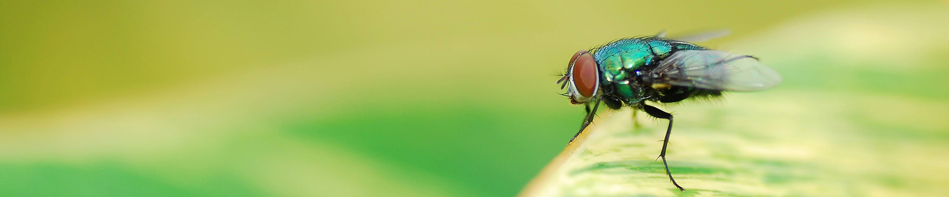 苍蝇